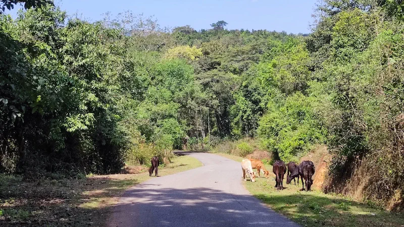 to Jog Falls